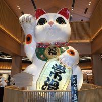 コン ちゃん 会員画像