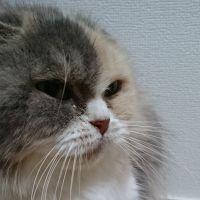 ことはる 会員画像