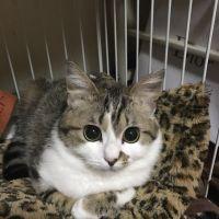 ミチョピ 会員画像