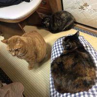 コロキチ 会員画像