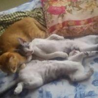 うめももナッツ 会員画像