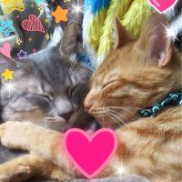 むぎきな 会員画像