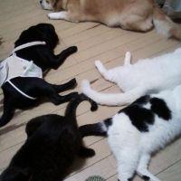 ゆめまろん 会員画像