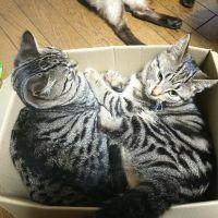 さかなこ 会員画像