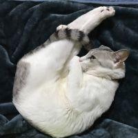 cokie.yuki 会員画像