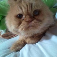 玉猫 会員画像