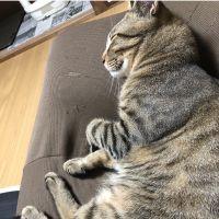 チャチャ子 会員画像