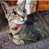 あつのしん 会員画像