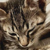 ヤマシタねこたん 会員画像