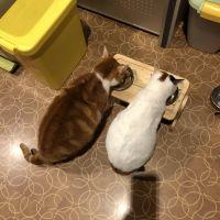 トトキキ 会員画像