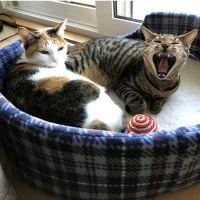 まるかり 会員画像