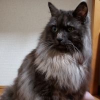 アトムのママ 会員画像