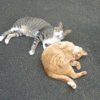 じんべえ 会員画像