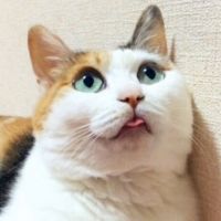 三毛猫スタジオ 会員画像