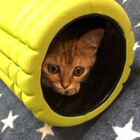 ハッピーならちゃん 会員画像