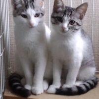 だるま 会員画像