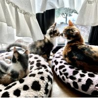ねこマメ 会員画像