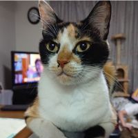 トラMAXさん
