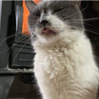 つきぼし 会員画像