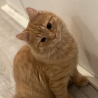 菜美0919 会員画像