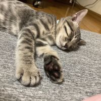 ニコちゃん0530さん