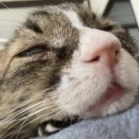 コレリス 会員画像