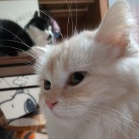 あゅちゃん 会員画像