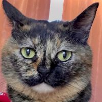 ウィットさん