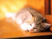 しずく 会員画像