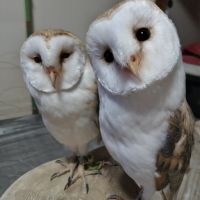 つまごろう 会員画像