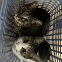 こもも0609さん