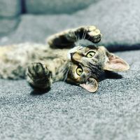 marucochanさん