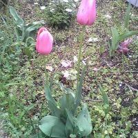 ししし 会員画像