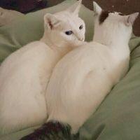 きぬごし 会員画像