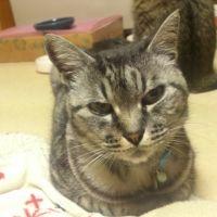 はっちょん 会員画像
