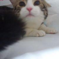 みかねこ 会員画像