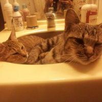 しん@ねこ祭り 会員画像