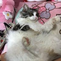 mayabby 会員画像