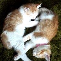 たにし 会員画像