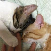 ねこねこ28 会員画像