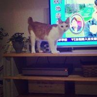 ちえころりん 会員画像
