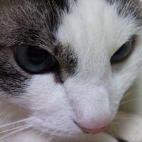 猫野琥珀 会員画像