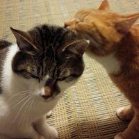 はるくろ 会員画像