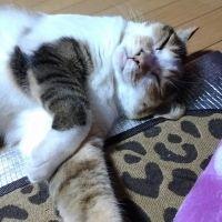 ももマルぴぃ 会員画像