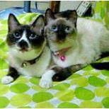 ねこえリか 会員画像