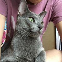 ネコタンラブ 会員画像
