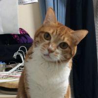 チャンキキさん