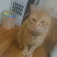 愛猫ママ 会員画像