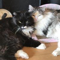 ぞろあろ 会員画像