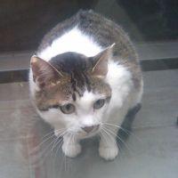 ねこそうさくちゅう 会員画像